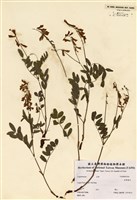 藏品(Hedysarum sulphurescens Rydb.)的圖片